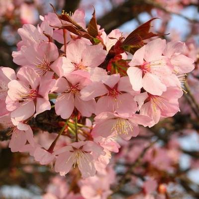 cerisier en fleurs parfüm