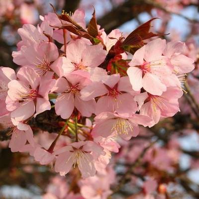 Japon : les cerisiers en fleurs en photos 
