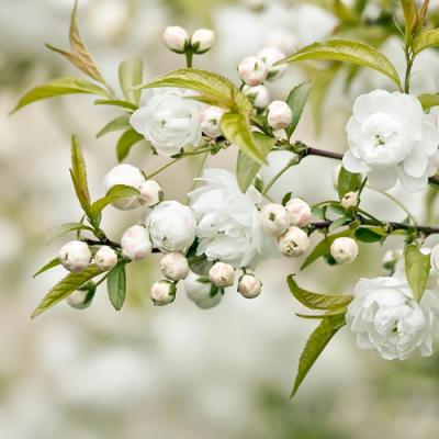 parfum a base de fleurs blanches