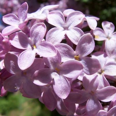 parfum senteur lilas