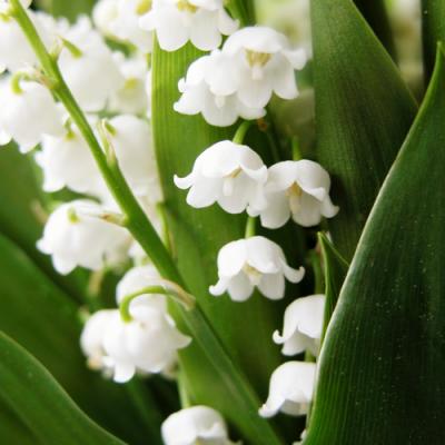 parfum avec muguet