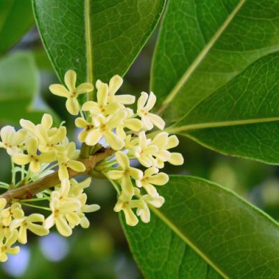 Osmanthus parfum best sale