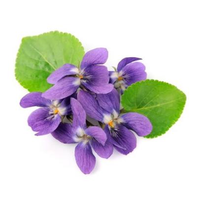 parfum à base de violette