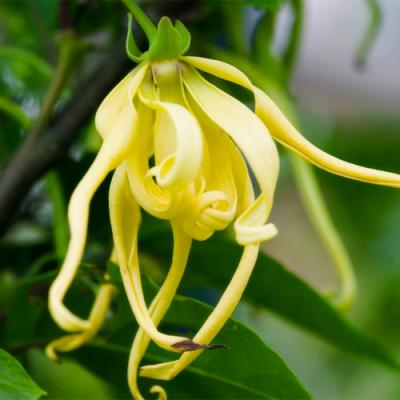 eau de toilette ylang ylang